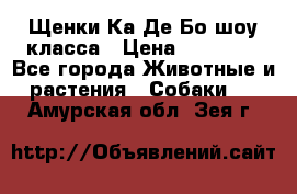 Щенки Ка Де Бо шоу класса › Цена ­ 60 000 - Все города Животные и растения » Собаки   . Амурская обл.,Зея г.